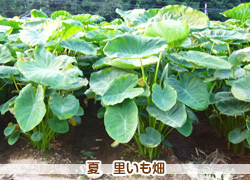 里芋おんなわせ